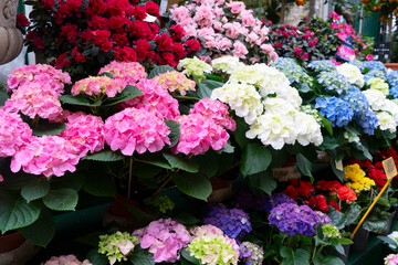 Paris flower market