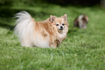 Brown long haired female chihuahua