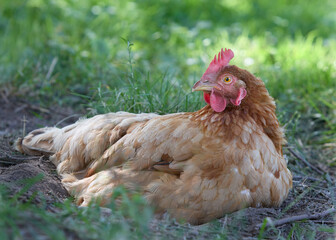 Brown red Sussex chicken in grass