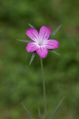 Malva neglecta small mallow flower in garden