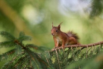 European red brown squirrel on tree branch