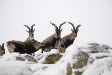 Cabras monteses en la sierra de gredos. Avila.España