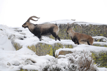 Cabras monteses en la sierra de gredos. Avila.España