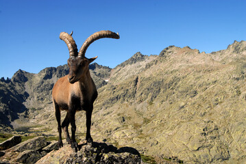Cabras monteses en la sierra de gredos. Avila.España