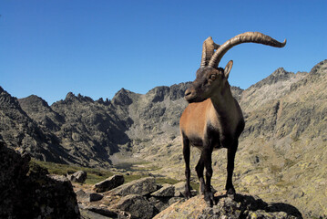 Cabras monteses en la sierra de gredos. Avila.España