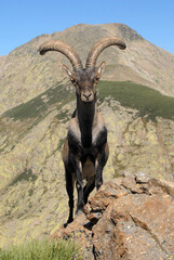 Cabras monteses en la sierra de gredos. Avila.España