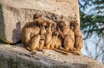 Group of Japanese macaques sitting close together on a rock at Wilhelma zoological garden, Stuttgart, Germany