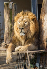 Lion with beautiful mane resting at Wilhelma zoological garden, Stuttgart, Germany