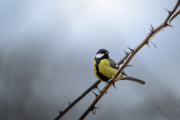 Fototapeta premium Kohlmeise in schönem Licht