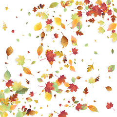 Leaves Falling Autumn Foliage Chaotic Leaf Flying