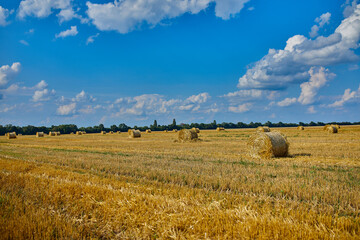 Fototapeta premium Hay, stacks bales with wheat, field after harvest with hay rolls Agriculture. Grain crop, harvesting yellow wheat and blue sky, Ukraine..