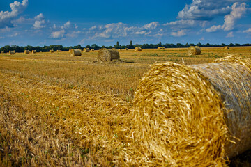 Hay, stacks bales with wheat, field after harvest with hay rolls Agriculture. Grain crop,...