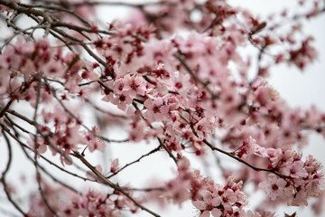 Almond blossom emerging from the trees in early spring, under a cloudy but beautiful sky.