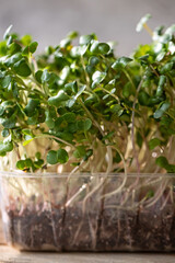 Radish microgreens. with seeds and roots. Germination of microgreens. Germination of seeds at home.