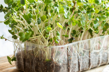 Radish microgreens. with seeds and roots. Germination of microgreens. Germination of seeds at home.