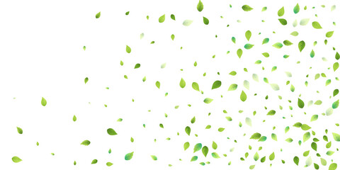 Leaves Green Falling Flying Foliage Leaf Tea Mint