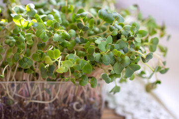 Close-up of radish microgreens. Growing sprouts of microgreens close-up. Germination of seeds at home. Vegan and healthy food concept. Growing sprouts, superfood. Organic food.