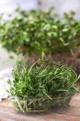 Pea and other microgreens sprout close-up. Germination of seeds at home. Detailed macro photo. Vegan and healthy food concept. Growing sprouts, superfood.