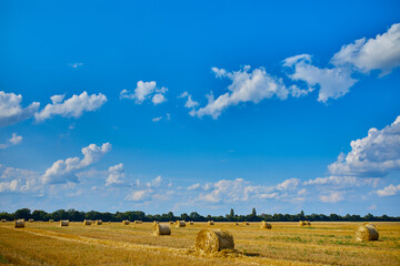 Hay, stacks bales with wheat, field after harvest with hay rolls Agriculture. Grain crop,...