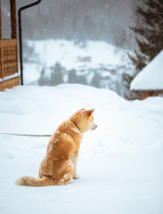 Japanese Akita Inu dog winter background. ginger japanese dog resting outdoors on a snowy winter day