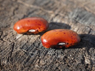 Runner bean seeds on a wooden background. Protein source. Two speckled purple kidney beans