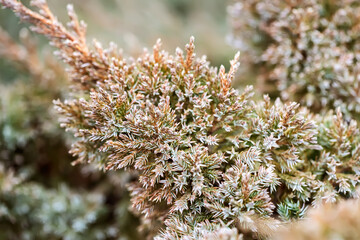 needles and branches of a coniferous tree close-up as a texture. green photo. macro photography. Place for text.