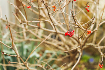 Berries of red viburnum in winter (Latin name Viburnum opulus) is a species of flowering plant of the Adoxaceae family.