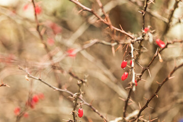 Berries of red barberry in winter on a branch..Berberis vulgaris on a bush in the autumn forest, medicinal plant..macro photography.