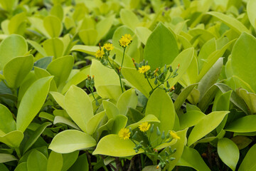 flowers in the garden