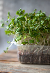 Fototapeta premium Close-up of radish microgreens. Growing sprouts of microgreens close-up. Germination of seeds at home. Vegan and healthy food concept. Growing sprouts, superfood. Organic food.. macro shooting