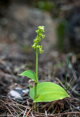 Gennaria diphylla, Two-leaved, Two leaved Gennaria orchid, Andalusia, Spain