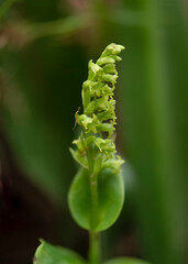 Gennaria diphylla, Two-leaved, Two leaved Gennaria orchid, Andalusia, Spain