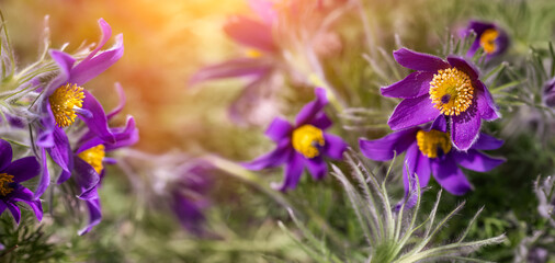 sasanka, fioletowy wiosenny kwiat w promieniach słońca o poranku w ogrodzie, wiosna w ogrodzie. - obrazy, fototapety, plakaty