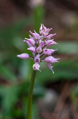 Naked Man Orchid, Orchis italica, Andalusia, Southern Spain.