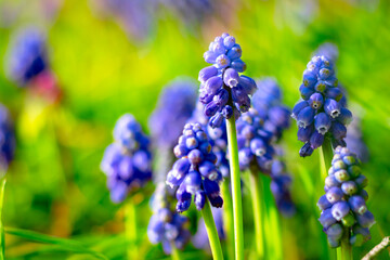 Hyacinths in focus. Spring blossom background photo.