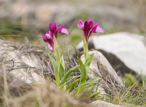 Pink Butterfly Orchid, Orchis papilionacea, Andalusia, Spain