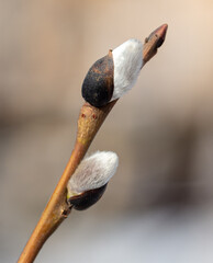Buds on willow branches in nature.