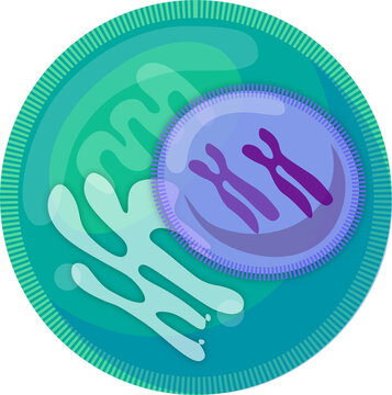 Cytoplasm Images – Browse 10,831 Stock Photos, Vectors, and Video | Adobe  Stock