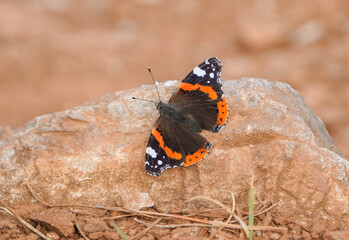 Red admiral butterfly, Vanessa atalanta, taking sun, Andalusia, Spain