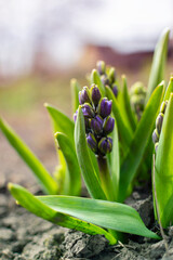 Hyacinth. Garden plant. Spring flowering.