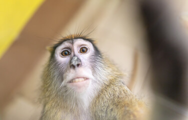 Obraz premium Monkey portrait in the zoo.