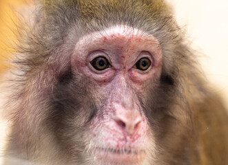 Monkey portrait in the zoo.