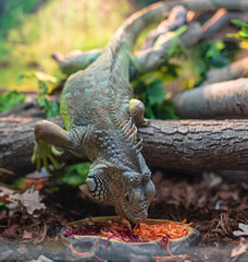 Chameleon at the zoo. Close-up