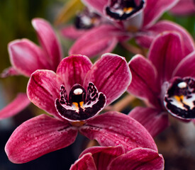 Orchid cymbidium. Decorative plant. Flowers close up.