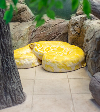 Big yellow snake in the zoo.