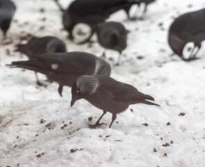 Crow on the snow in winter