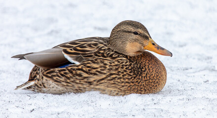 Portrait of a duck in the snow