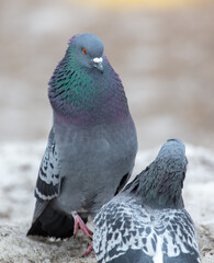 Two pigeons in nature in winter.