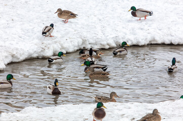 A flock of ducks on a frozen lake