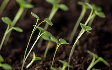 Small green sprouts of seedlings in the ground